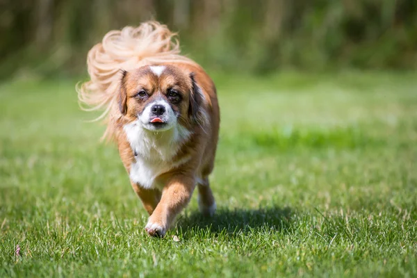 Küçük kahverengi köpek — Stok fotoğraf