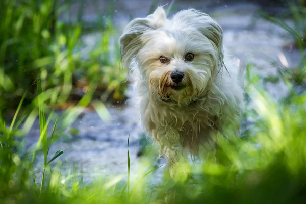 Havanese のほとりに実行 — ストック写真