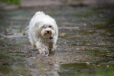 hızlı bir şekilde su ile