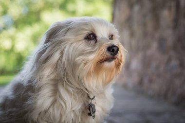 Bichon Havanais