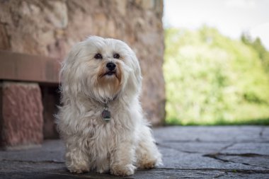 küçük beyaz bir köpek