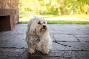 oturma havanese