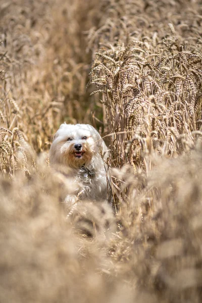 Vreugde in de cornfield — Stockfoto