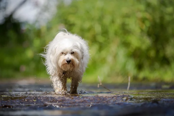 Hunden går genom vattnet — Stockfoto