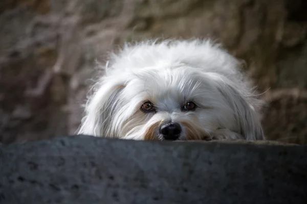 On the watch — Stock Photo, Image