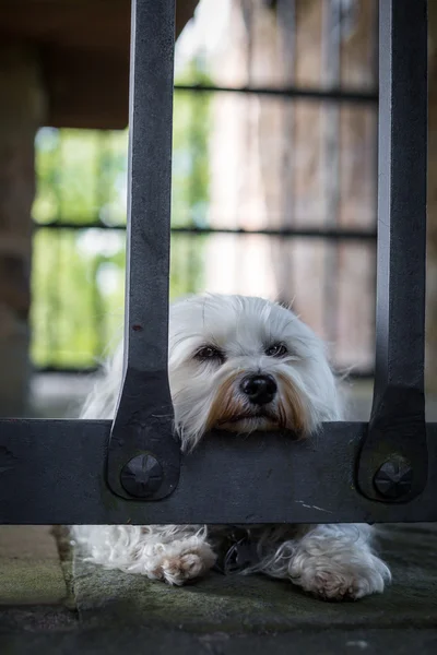 Gevangen en verdrietig — Stockfoto