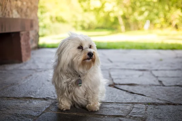 Sittande havanese — Stockfoto