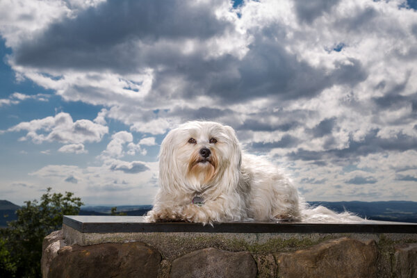 Havanese in heaven