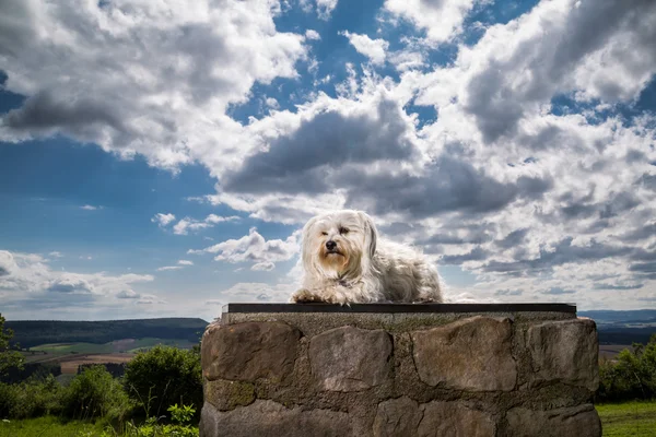 Köpek bir kaide üzerinde — Stok fotoğraf