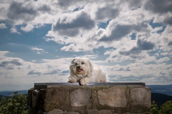 Perro en el campo —  Fotos de Stock