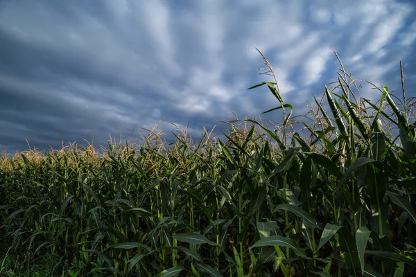 Kukuřičné pole — Stock fotografie