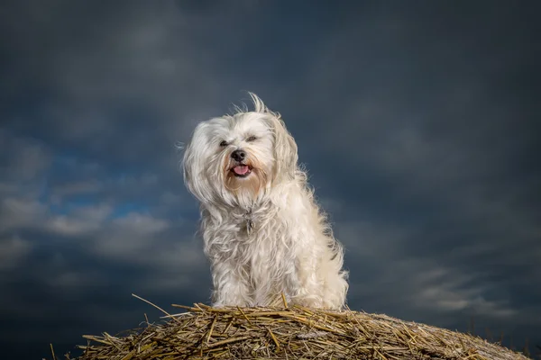 Cão em um fardo de palha — Fotografia de Stock