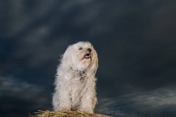 Biały pies — Zdjęcie stockowe