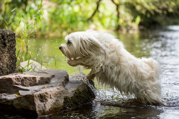 El perro salta del agua — Foto de Stock