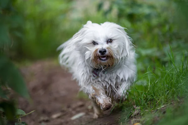 Chien sur un sentier forestier — Photo