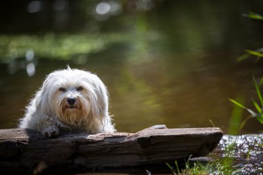 Havanese am See