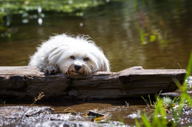 Zor durumdaki köpek