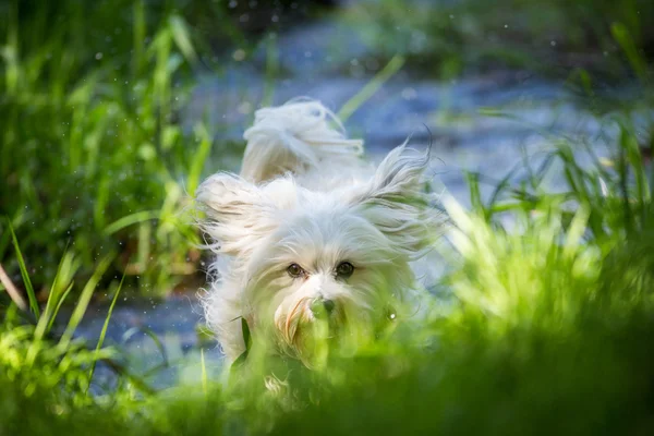 Havanese comes storming — Stock Photo, Image