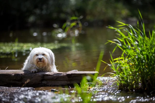 Dog on a lake — Stock Photo, Image