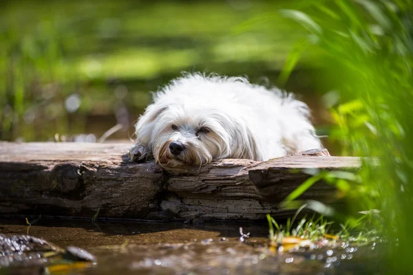 Cão cansado — Fotografia de Stock