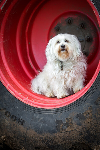 A Havanese sits in the wheel