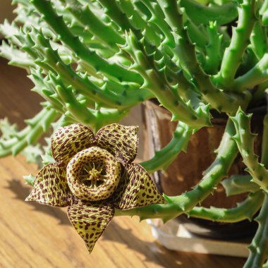 stapelia sarı çiçek