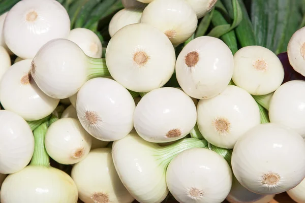 Mucha cebolla fresca — Foto de Stock