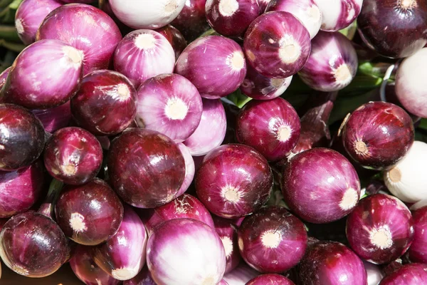 Many fresh onion — Stock Photo, Image