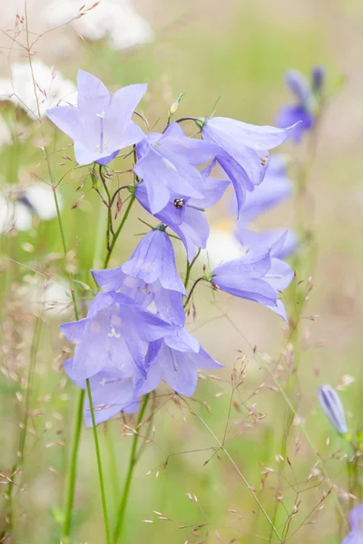 Világos lila tavaszi bluebells növekvő — Stock Fotó