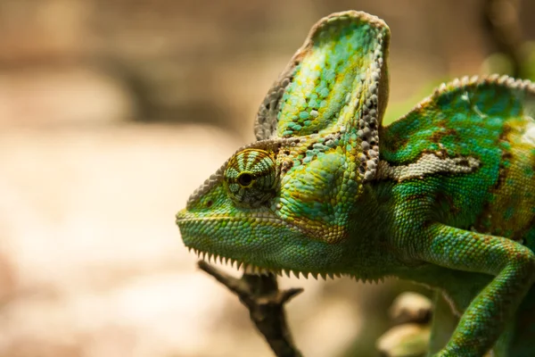 Portret green chameleon on the plante — Stock Photo, Image