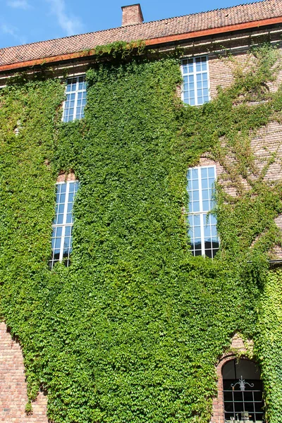 Green creeper plant on a wall house — Stock Photo, Image