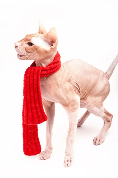 Cat sphinx warm with red scarf — Stock Photo, Image