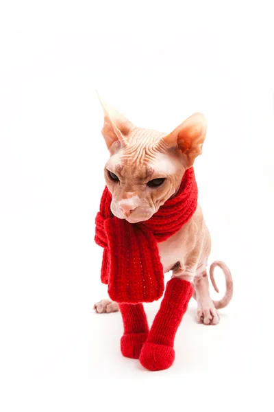 Esfinge de gato caliente con bufanda roja y calcetines — Foto de Stock