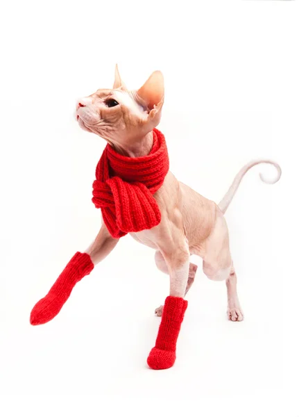 Cat sphinx warm with red scarf and socks — Stock Photo, Image