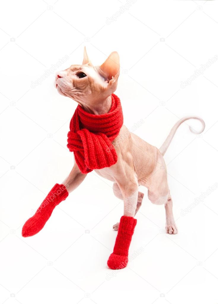 Cat sphinx warm with red scarf and socks