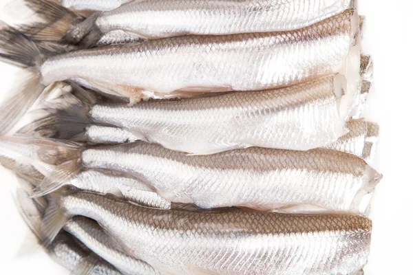 Close-up many clear trunk of smelt — Stock Photo, Image