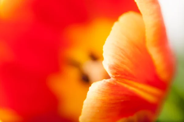 Brote de fondo de tulipán rojo con pistilo en primer plano — Foto de Stock