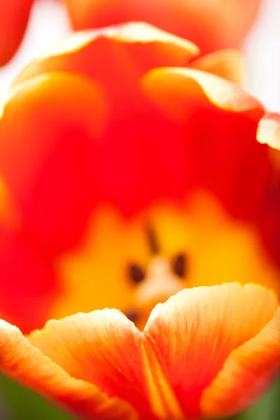 Brote de fondo de tulipán rojo con pistilo en primer plano — Foto de Stock