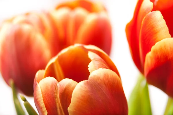 Bud of red and yellow tulips in bouquet — Stock Photo, Image