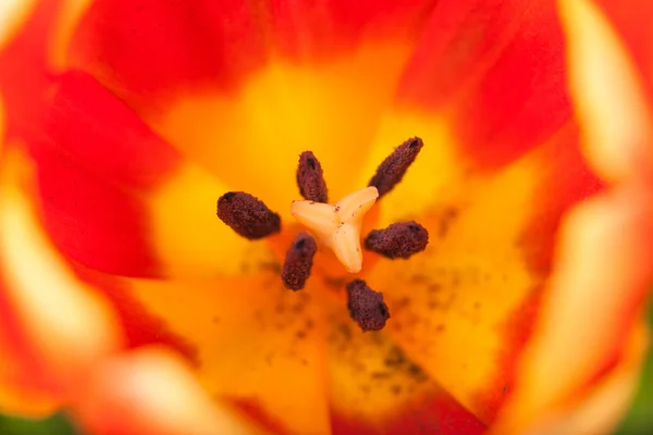 Background bud of red tulip with pistil in close-up — Stock Photo, Image