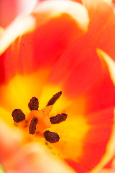 Fundo botão de tulipa vermelha com pistil em close-up — Fotografia de Stock