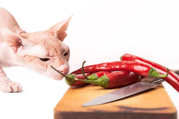 Crazy cat sphinx eating hot chili pepper from board — Stock Photo, Image