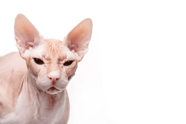 Primo piano faccia gatto sfinge su sfondo bianco — Foto Stock