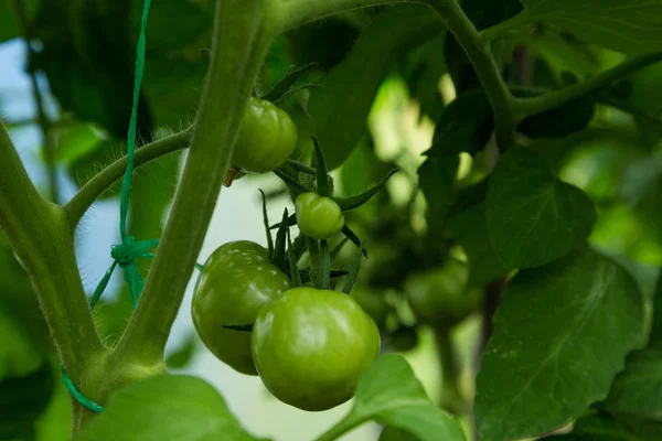 Tomate verte non mûre sur arbuste en serre chaude — Photo