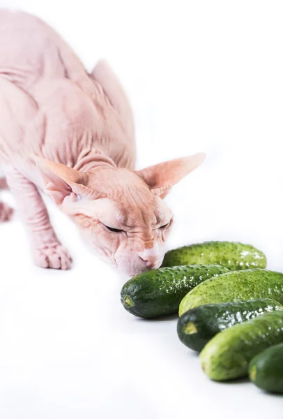 Gato esfinge comer fresco pepino — Foto de Stock