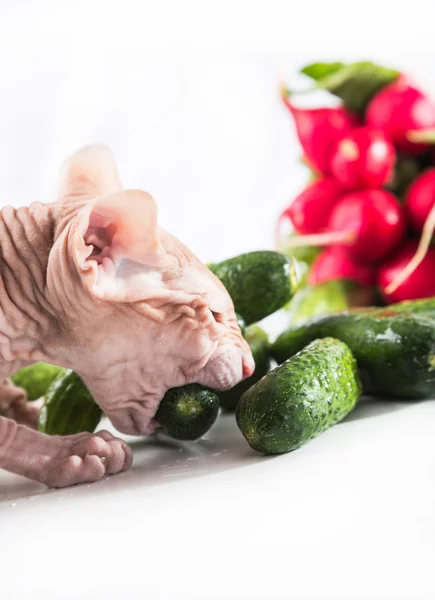 Gato esfinge comer fresco pepino — Foto de Stock