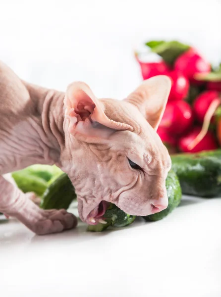 Cat sphinx eating fresh cucumber — Stock Photo, Image