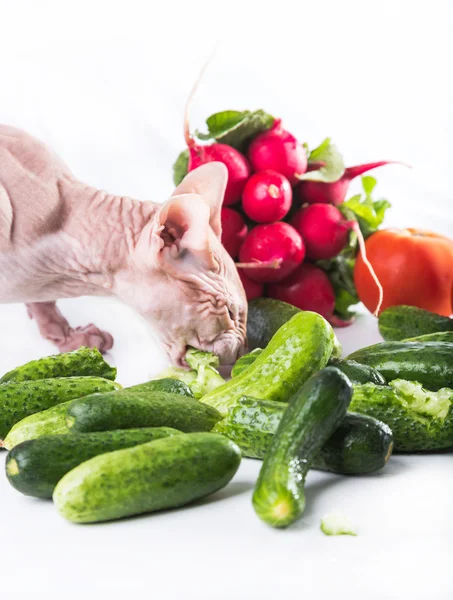 Kat sphinx eten van verse komkommer — Stockfoto