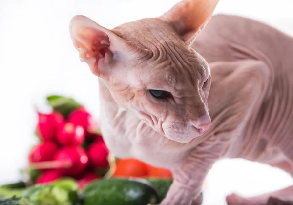 Gato esfinge comer fresco pepino — Foto de Stock