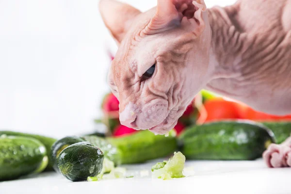 taze salatalık yemeyi kedi Sfenks